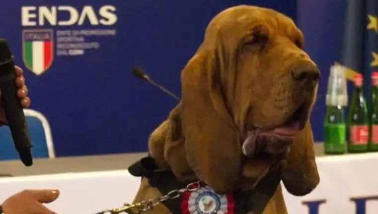 Suçun Yeni Yüzü: Arama Köpeğine Çivili Sosisle Suikast Yapıldı