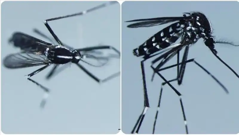 Chikungunya Virüsü: Küresel Tehdit ve Belirtileri Neler?