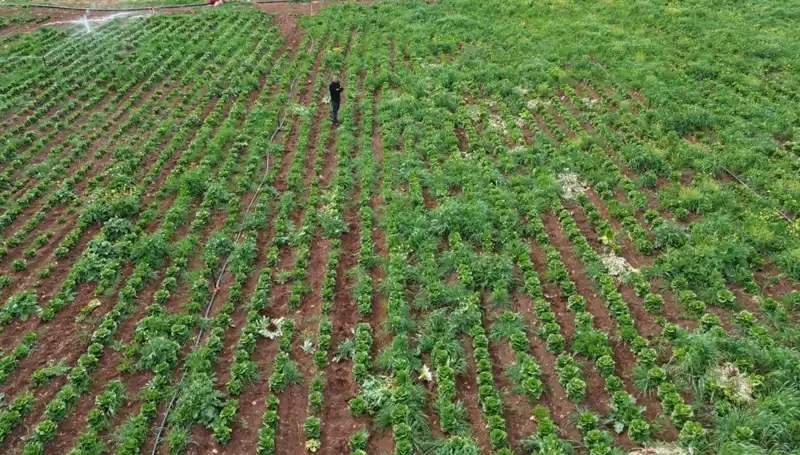 Marul Hasadında Kuraklık Etkisi: Çiftçiler Ne Yapacak?