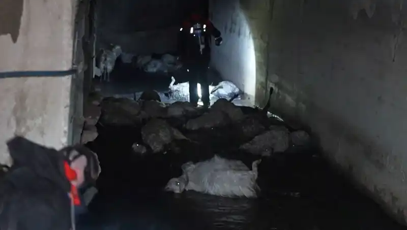Keskin Koku Hayvanları Öldürüyor: Doğada Büyük Felaket!