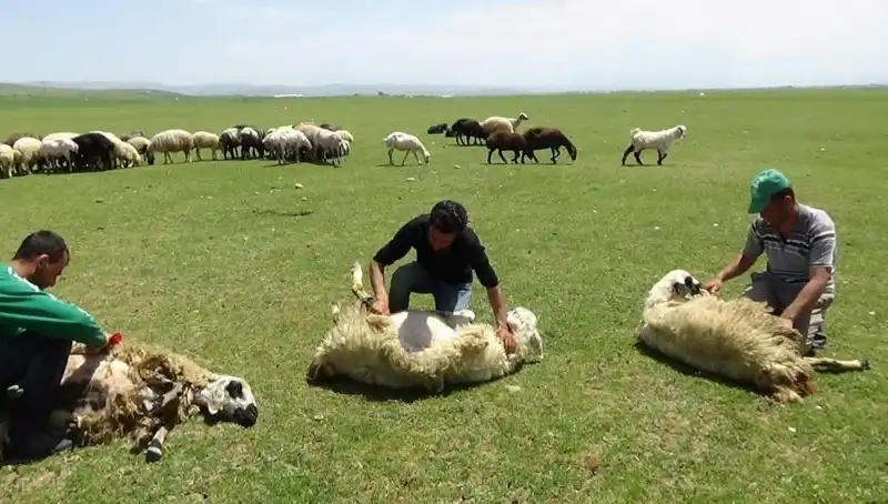 Yaz Gelmeden Önce Dağların Zirvesinde Koyun Kırkmanın Zamanı
