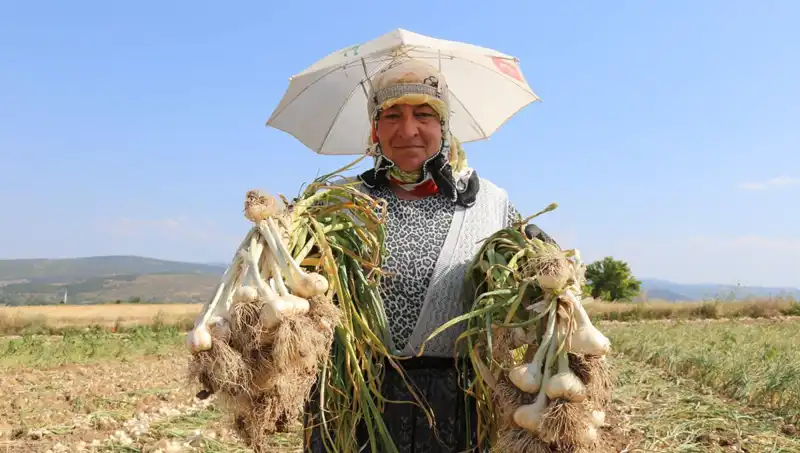 Kavurucu Sıcaklarda Çalışanlar: Günlük 1.200 TL Kazanmanın Zorlukları