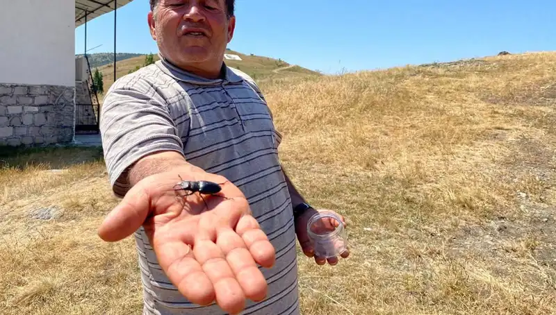 Sivas'ta Görülen Bu Böceği Öldürmenin Cezası: 557 Bin TL