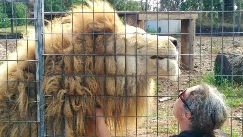 Avustralya'da Aslan Saldırısı: Kafeste Şoke Eden Olay