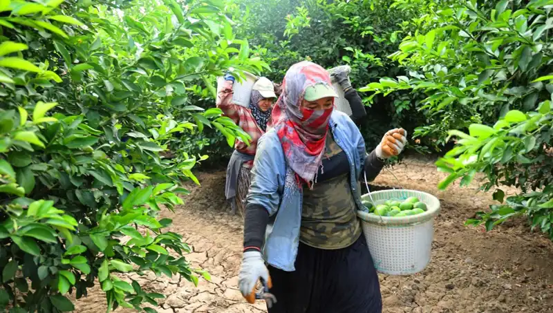 Marketlerdeki Patlıcan Fiyatları Tarih Yazıyor: Kilo 150 Lirayı Aştı!