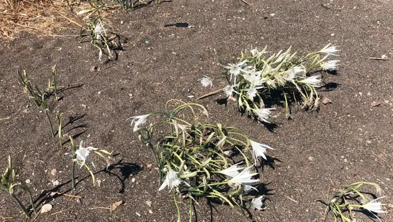 Koparmanın Cezasını Çekenler: Önlem Almazsanız Sonuçlar Acı Olabilir