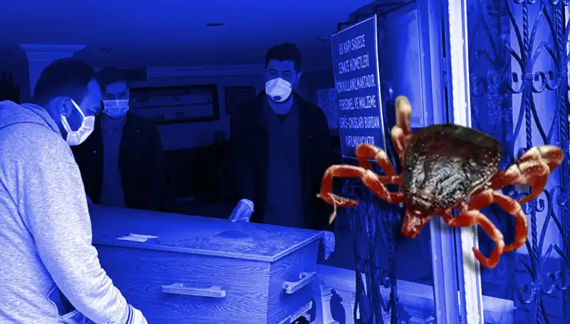 İstanbul'daki Keneler Zararsız Mı? Bilimsel Araştırma Sonuçlarını Açıkladı
