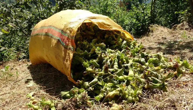 Giresun’un Fındık Hasadı Sezonu Başladı: Verim ve Kalite Beklentileri Neler?