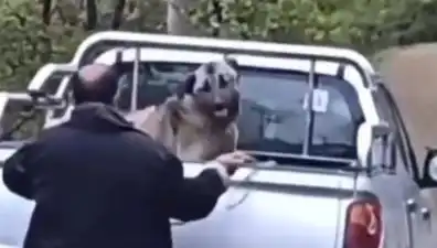 Trabzon'da Köpeği Halatla Döven Caninin Vahşeti Sosyal Medyayı Sarsıyor!