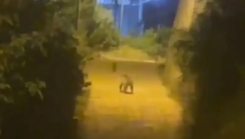 Gümüşhane'de Şehir Merkezine İnen Ayı Şehirde Korku Dönemi Başlattı