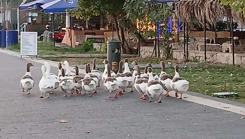Denizde Yüzdükten Sonra Kümese Kapılan Kazlar: 8’i Hayatını Kaybetti!