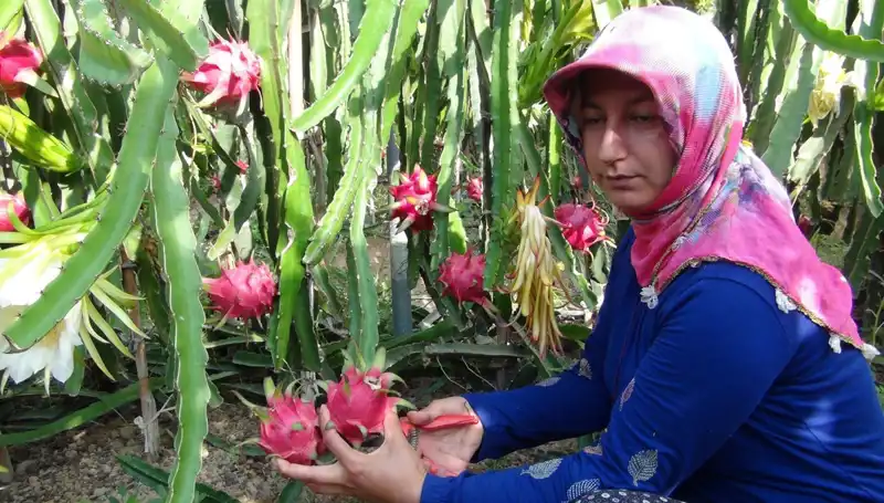 Emekli Olup Pitaya Üretmeye Başlayan Çiftçi, Kilosunu 200 TL’Den Satıyor!