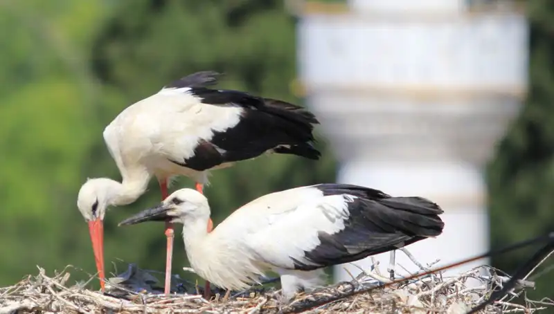 Leylek Köyü, Yaren Leyleği Geçiyor: 8 Kat Daha Fazla Uçan Yuva