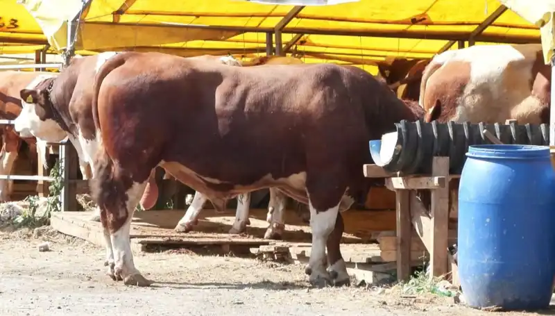 Kurban Pazarlarında Hareketlilik: Alıcılar ve Satıcılar Bir Arada