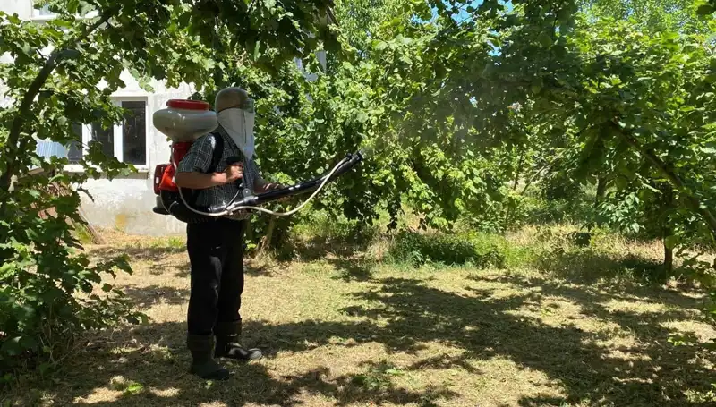 Kükürt ve Samuray Arısı: Çiftçilerin Umut Kaynağı Mücadelesi