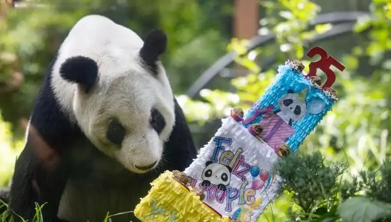 Dev Panda Xin Xin, 35 Yaşında Doğum Günü Kutladı!