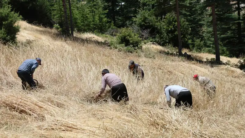 Tarımda Geleneksel Yöntemlerle Yeniden Doğuş: Ellik ve Orak ile Hasat Sezonu