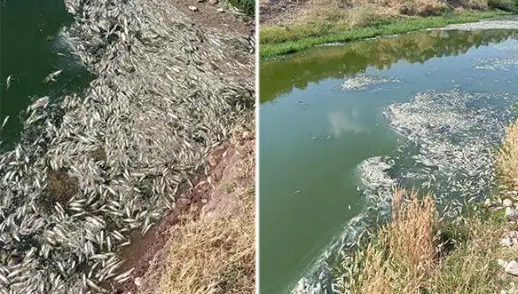 Karasu Çayı'nda Gizemli Balık Ölümleri: Sebepleri Araştırılıyor