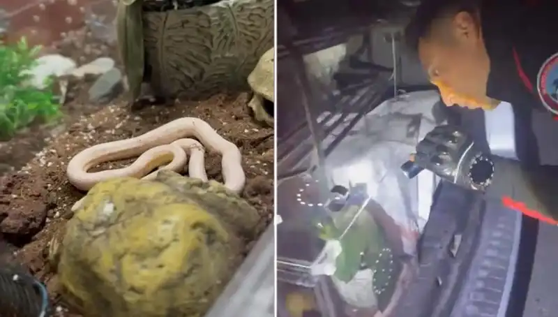 Aracın Arka Koltuğundan Çıkan Zehirli Yılanlar, Ekipleri Şaşkına Çevirdi