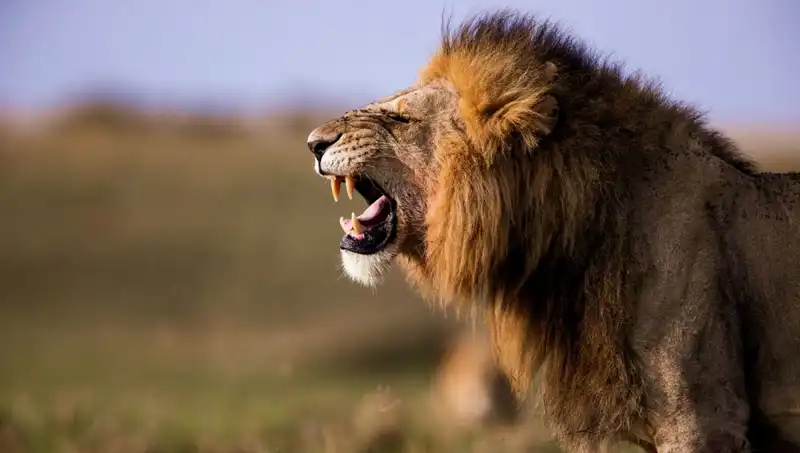 Aslan Saldırısında Hayatını Kaybeden 14 Yaşındaki Kızın Hikayesi